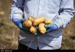 عضو کمیسیون کشاورزی مجلس شورای اسلامی: بسیاری از محصولات کشاورزی کشور بازار فروش ندارند